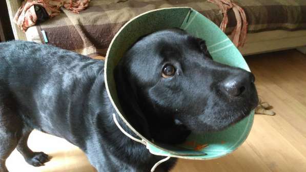 Защитный воротник (ветеринарный конус) для собак в фото 3