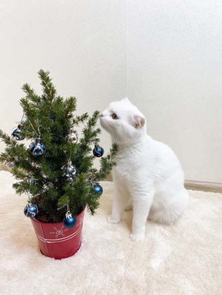 Шотландские котята в Домодедове фото 7