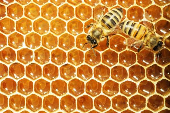 Продукты пчеловодства в Ейске фото 3