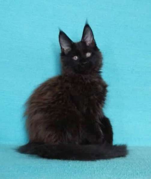 Кошечка мейн-кун из питомнника в Казани фото 36