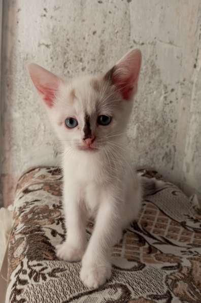Котята-1, 2 месяца в добрые руки в Йошкар-Оле