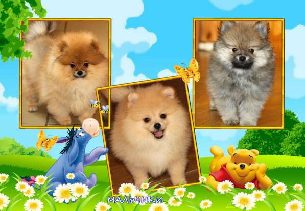 Щенки шпица в Раменское фото 37