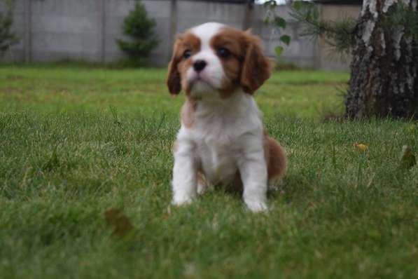 Щенок породы Кавалер кинг Чарльз спаниель в фото 11