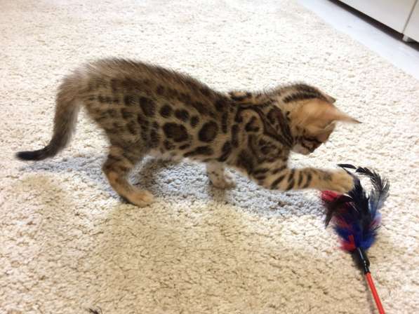 Бенгальские котята в фото 8