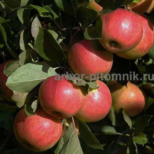 Саженцы яблони по низкой цене в Москве и Подмосковье в Москве фото 5