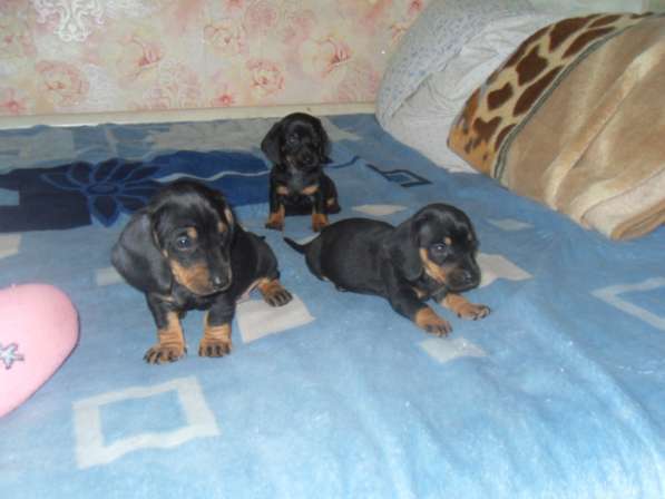 Породистые щенки карликовой таксы в Саратове фото 9