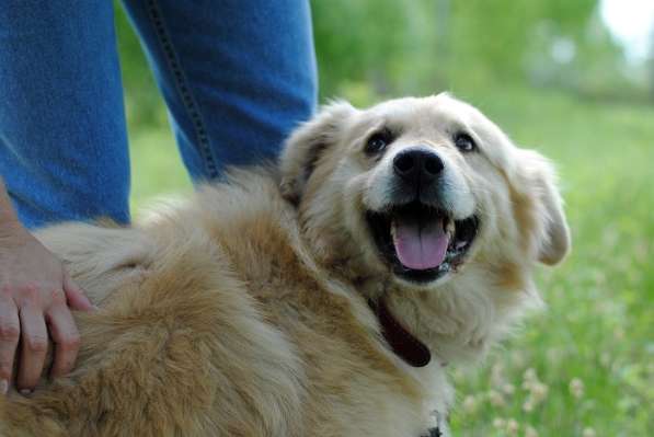 Песик Потап - рыже-кремовая муфта для сердца! в Москве фото 15