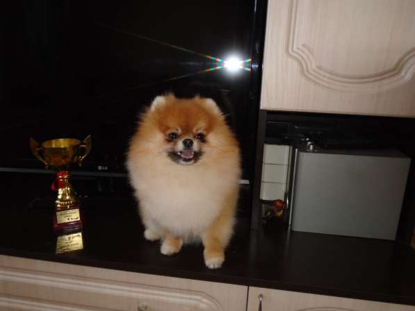 Вязка шпиц в Чите фото 7