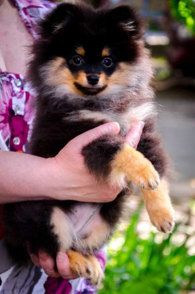 Черноподпалая девчушка в Новомосковске фото 3