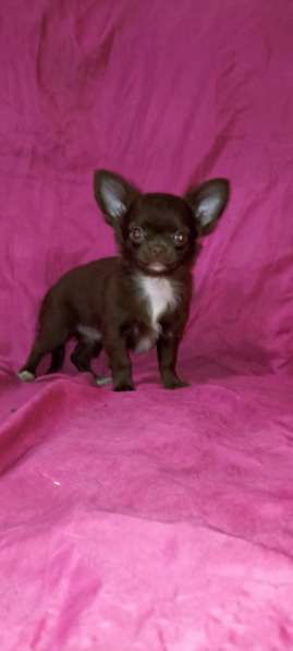 Chihuahua mini. Chocolate girl