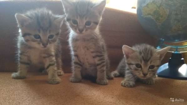 Раздаю счастье в Пензе фото 6