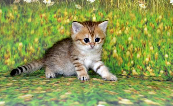 Золотой мальчик ny11 в Москве фото 10