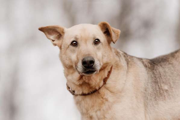 Дюшес - лучший Друг для всей семьи! в Москве фото 17