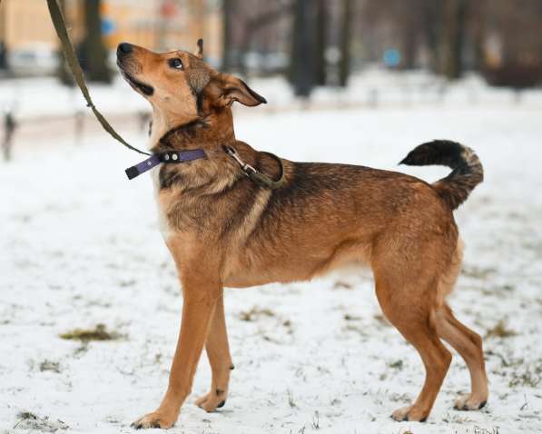 Очаровательная собачка компактного размера в Санкт-Петербурге фото 48