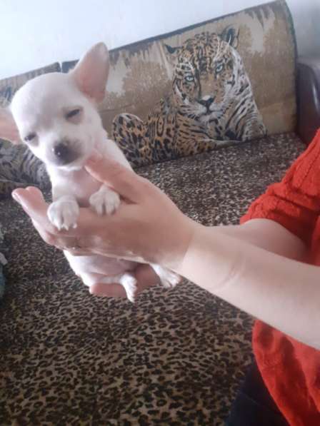 Поодам щенков чихуа в Дмитрове фото 8