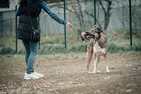 Молодой, жизнерадостный пёс Бим в Москве фото 77