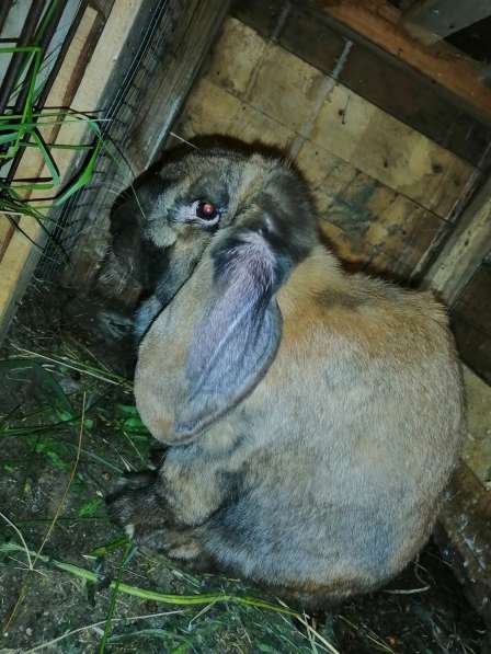 Кролики породы баран в Саратове фото 3