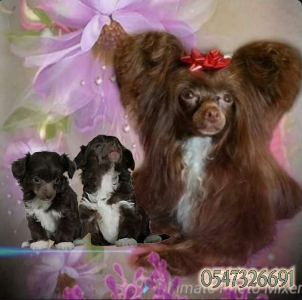 Щенки Китайской Хохлатой собачки! в фото 7