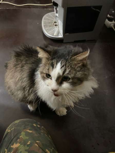 Одинокий котик роскошной внешности ищет дом в Санкт-Петербурге фото 7