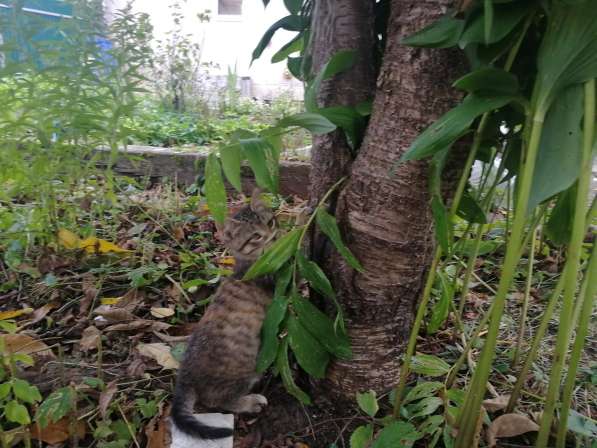 Котёнок девочка в Москве фото 12