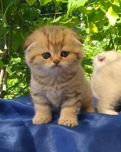 Британские котята в фото 5