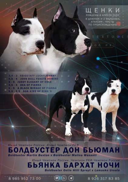 Чудесная черная малышка Амстаффа резерв в Москве