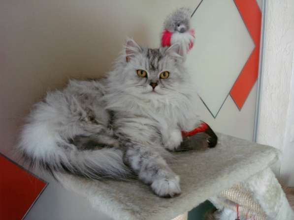 Котята персидской серебристой шиншиллы в Ялте