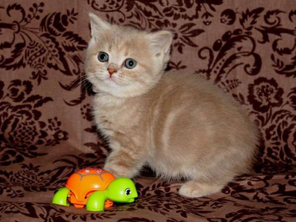 Котик в Санкт-Петербурге фото 3