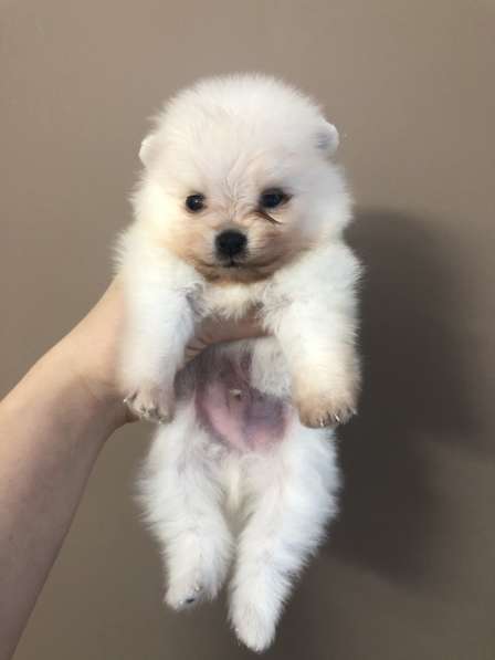 Щенки шпица в фото 13