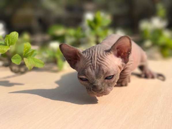 Кошка эксклюзив Бамбино экзотика в фото 3