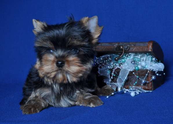 Щенки Йоркширского о терьера. Мини мальчик в Москве фото 8