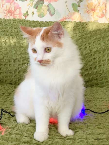 Рыжий котик Пухлик в поисках счастья. В дар в Москве фото 6
