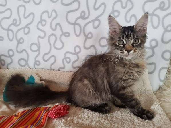 Взрослые девочки из питомника, возможно в совладение в Екатеринбурге фото 33