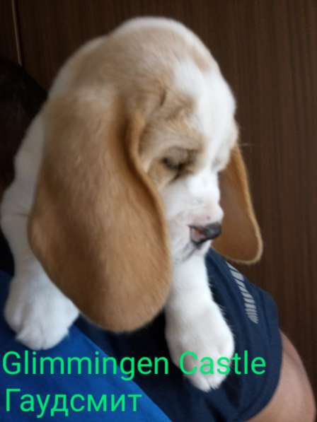 Бигльс документами РКФ в Санкт-Петербурге фото 8