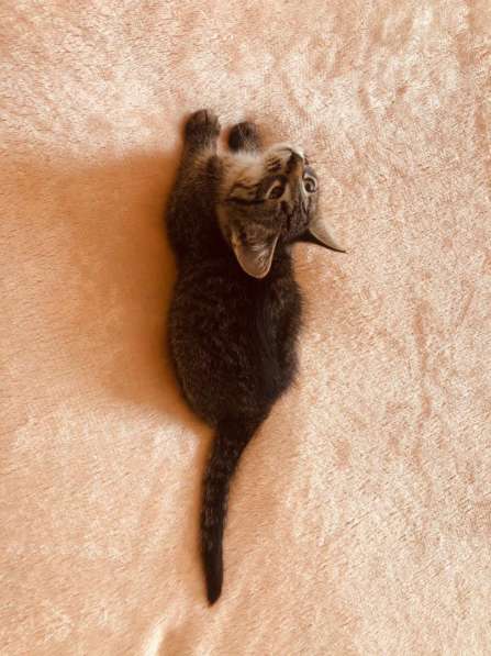 Мурлыка-котенок с дефектом глазика очень ищет дом в Санкт-Петербурге фото 46