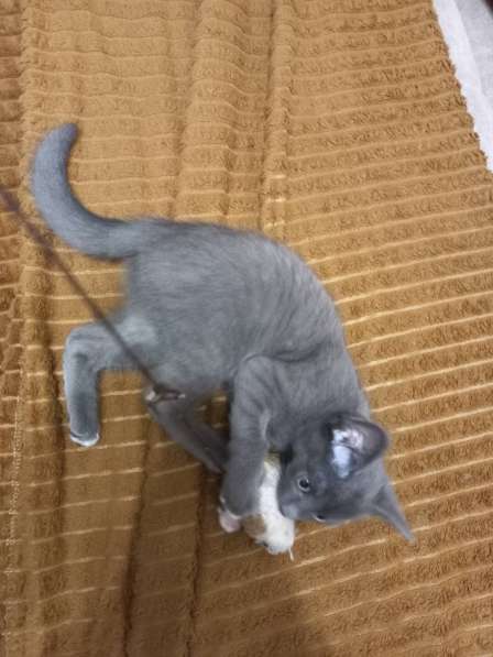 Подарю серого котенка с синими глазами 2мес в Красноярске