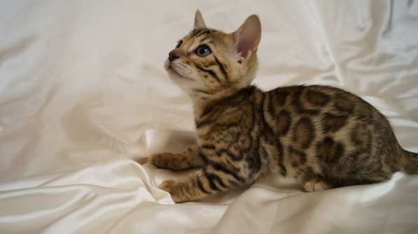 Elite Bengal Kittens