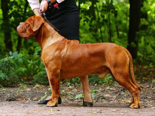 Щенки бордоского дога в фото 3