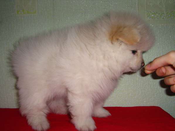 Лисята в Ростове-на-Дону фото 27