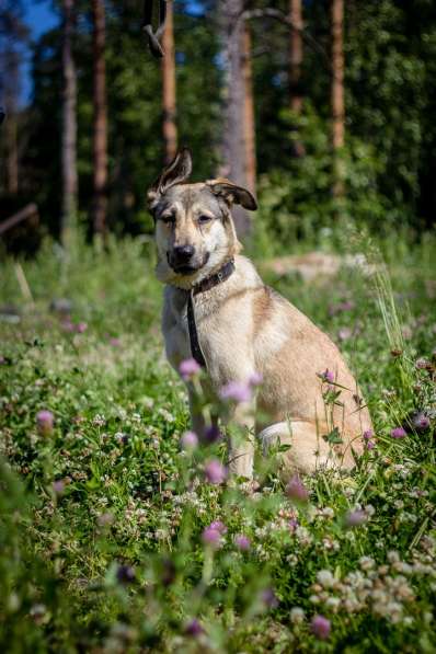 Добрейшая и милейшая собака ищет дом в Санкт-Петербурге фото 10