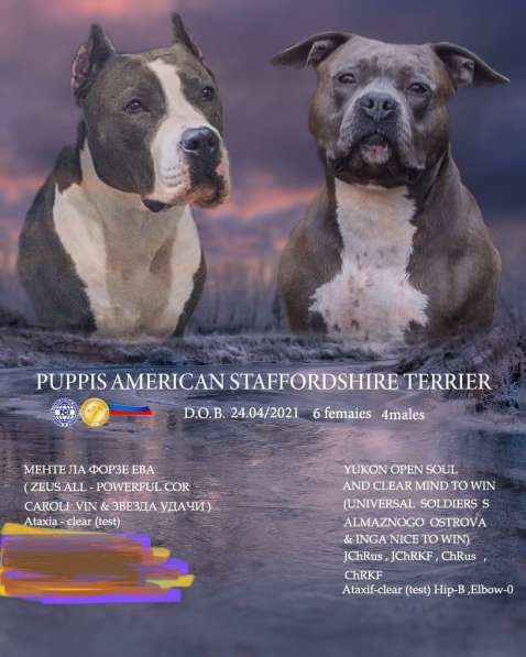 Голубые мальчики и девочки Амстаффтерьера ркф в Москве фото 13