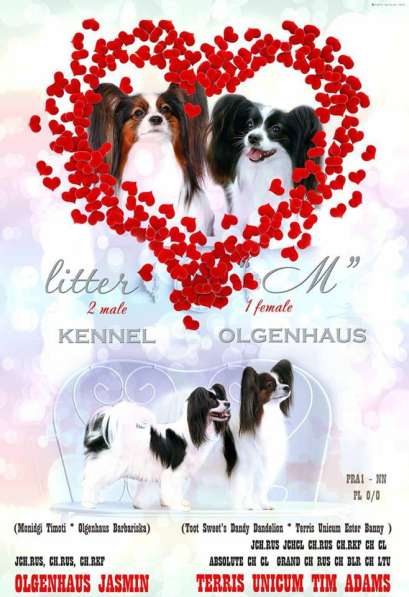 Продается щенок папийона в Краснотурьинске фото 30