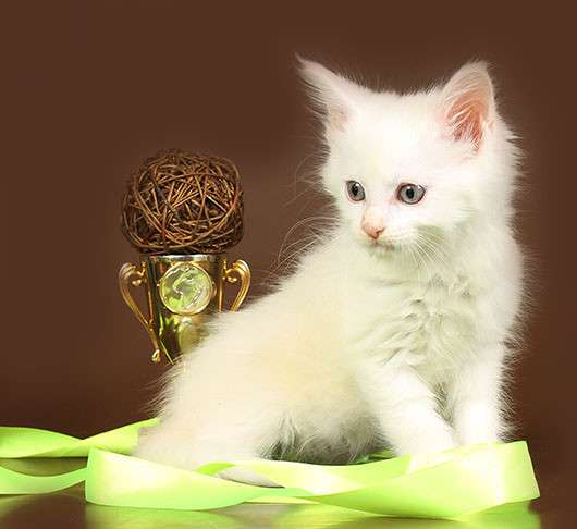 Котик белый зеленоглазый, 2 котика Красный мрамор, кошечка в Москве