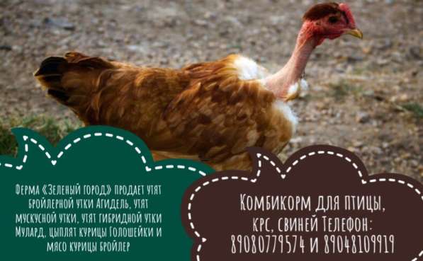 С/х птица: куры и утки в Миассе фото 4