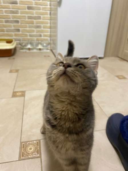 Отдам котика в добрые руки в Москве фото 3