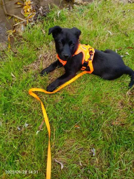 Маленький хорошенький щенок в Санкт-Петербурге фото 5