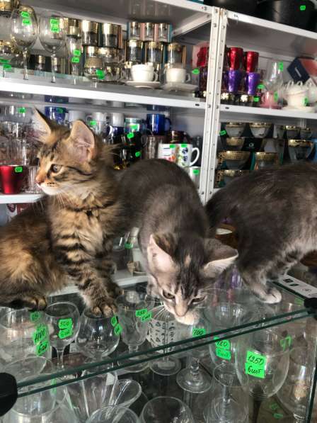 Отдаю котенка бесплатно звоните