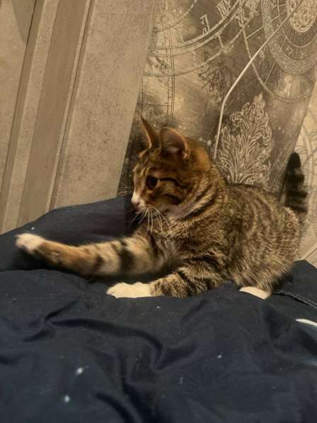 Котёнок в Красноярске