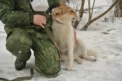 собака в Великом Новгороде фото 9