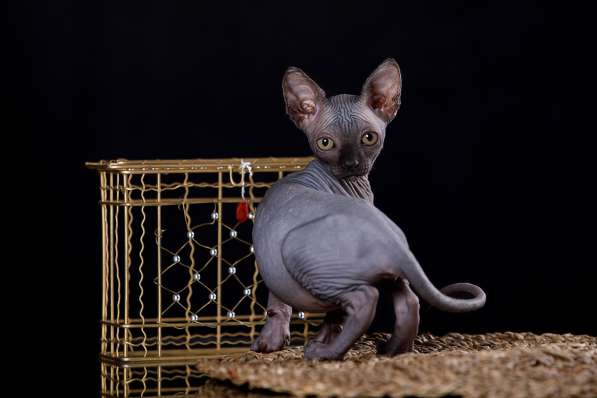 Питомник канадских сфинксов, эльфов, бамбино в Самаре фото 3